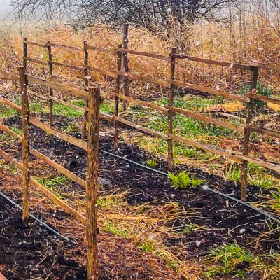 How to Build an Easy and Inexpensive Trellis